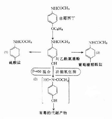 苯胺类_对乙酰氨基酚及非那西丁(理论书籍)